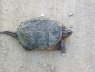 Obadiah's snapping turtle